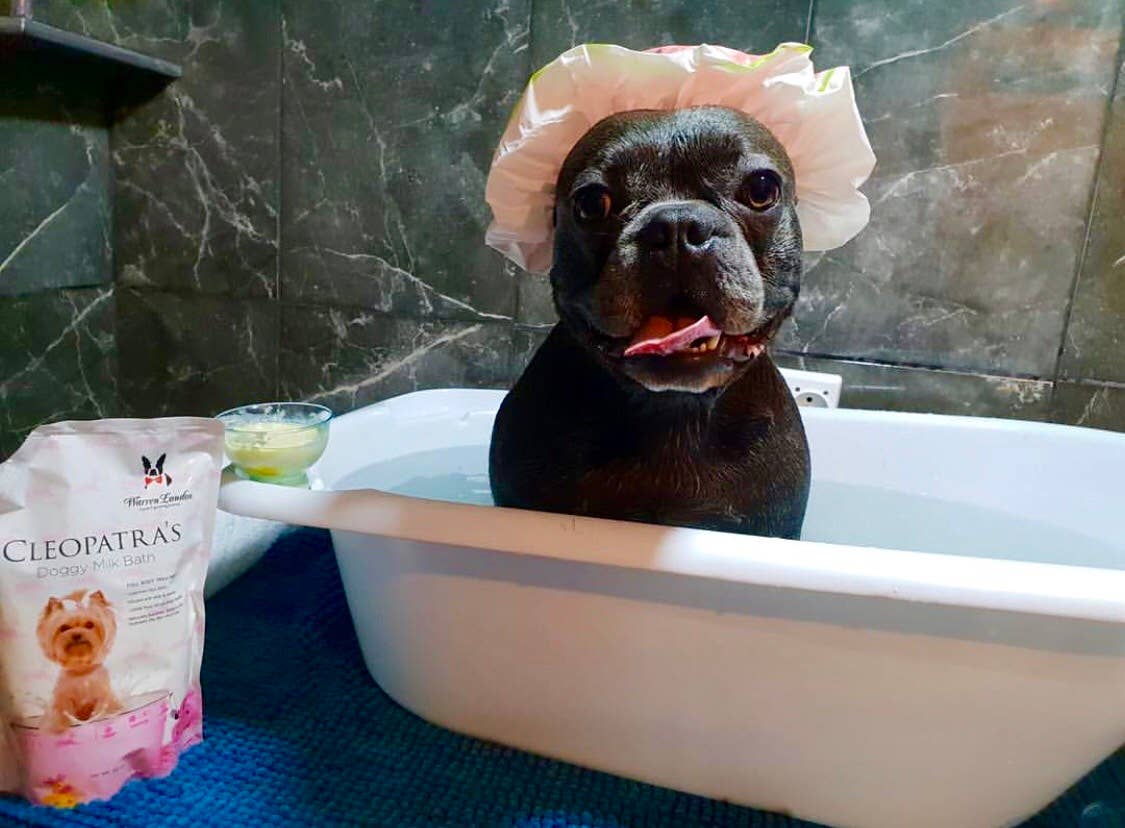 Cleopatra's Doggy Milk Bath